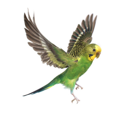 natura mangeoire oiseaux avec pied, 53×28×53cm/1,40 m - alfauna AG